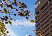 シドニー工科大学(UTS)ビジネスマネージメントコース!!!
